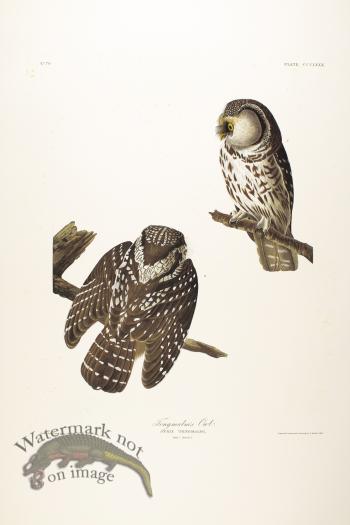 Tengmalm's Owl